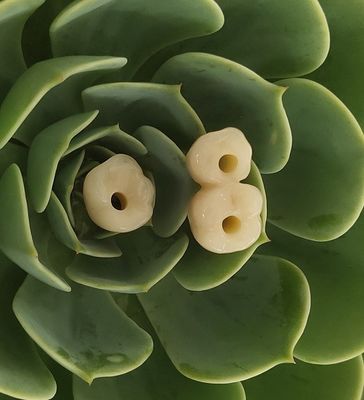Zahnimplantate Endosseous krönen